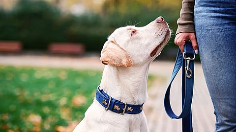 NATIONAL RESPONSIBLE DOG OWNERSHIP DAY  Third Saturday in September