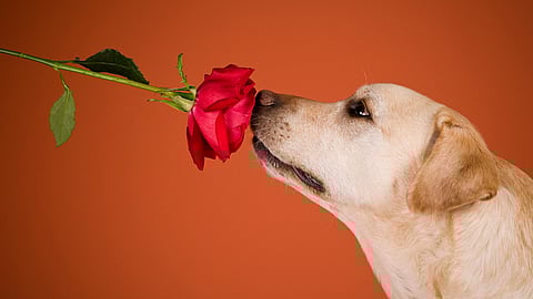 NATIONAL SENSE OF SMELL DAY  Last Saturday in April