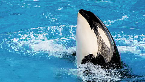 NATIONAL SHAMU THE WHALE DAY  September 26