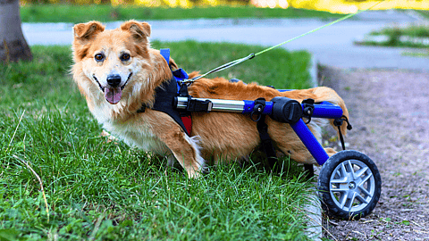 NATIONAL SPECIALLY-ABLED PETS DAY  May 3