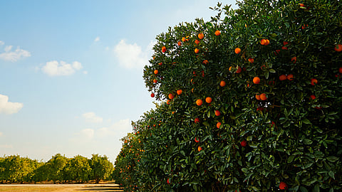 National Sunkist® Citrus Day | March 1