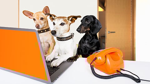 NATIONAL TAKE YOUR DOG TO WORK DAY  Friday After Father's Day