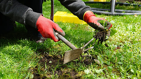NATIONAL WEED YOUR GARDEN DAY  June 13