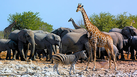 NATIONAL WILDLIFE DAY  September 4