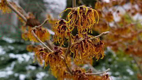 National Witch hazel Day