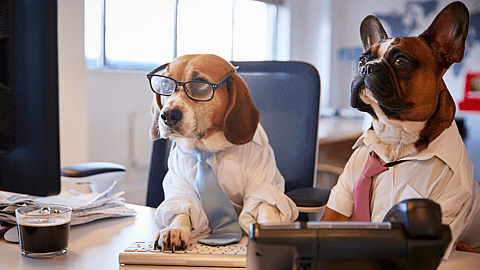 NATIONAL WORK LIKE A DOG DAY  August 5