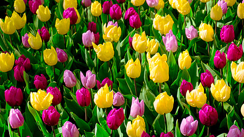 SPRING BEGINS  Changes Annually