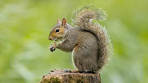 Squirrel Appreciation Day