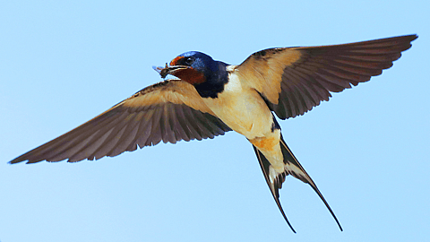 SWALLOWS DEPART FROM SAN JUAN CAPISTRANO DAY 