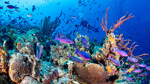 WORLD OCEANS DAY | June 8