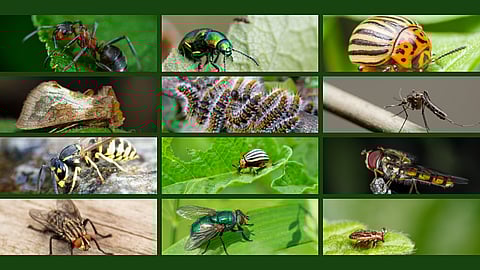 WORLD PEST DAY | June 6