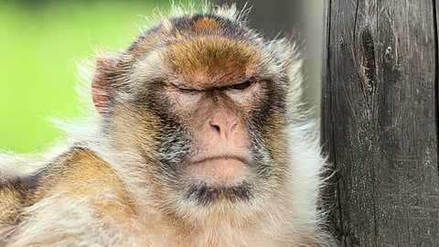 National Sourest Day