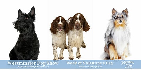 Westminster Dog Show - Week of Valentine's Day