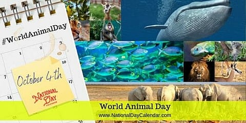 World Animal Day - October 4