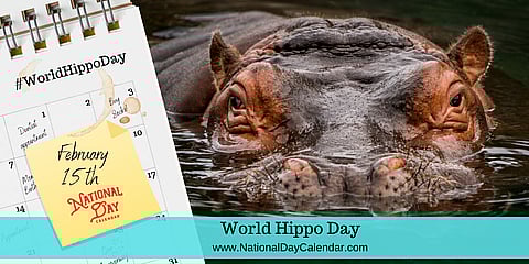 World Hippo Day - February 15