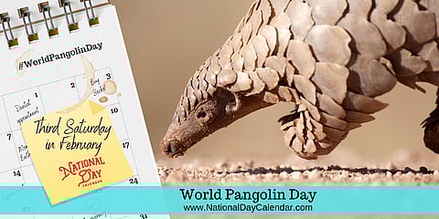 World Pangolin Day - Third Saturday in February