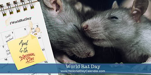 World Rat Day - April 4