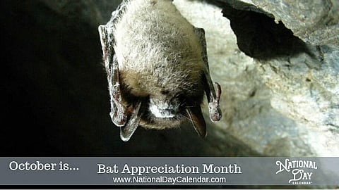 Bat Appreciation Month - October
