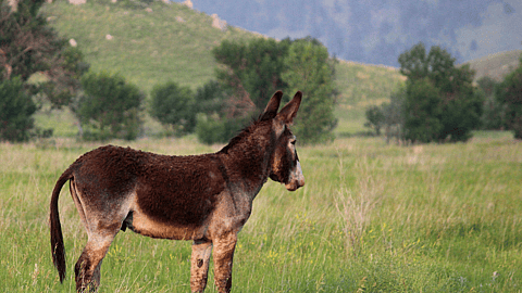 NATIONAL MULE DAY  October 26