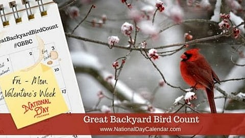 Great Backyard Bird Count - Friday - Monday Valentine's Week