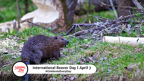 International Beaver Day - April 7