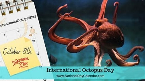International Octopus Day - October 8
