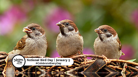National Bird Day