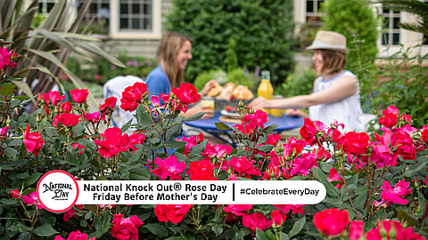 NATIONAL KNOCK OUT ROSE DAY | Friday Before Mother's Day
