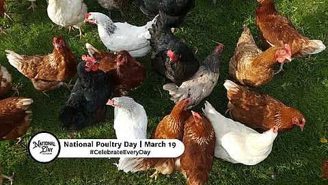 NATIONAL POULTRY DAY  March 19
