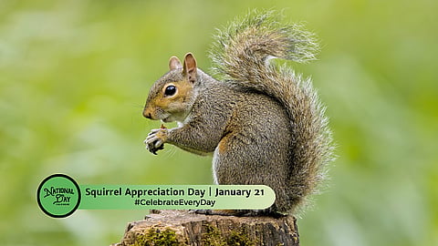 Squirrel Appreciation Day