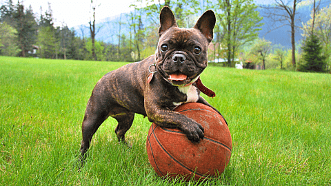 ALL AMERICAN PET PHOTO DAY  July 11