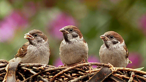 BIRD DAY  May 4