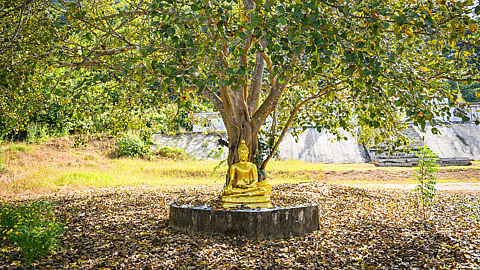Bodhi Day