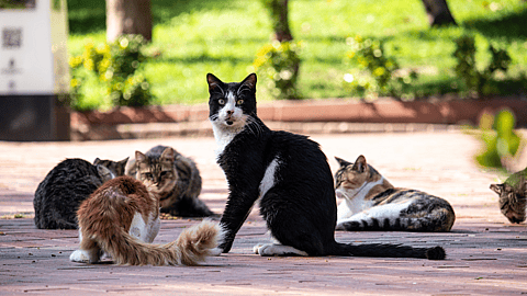 Cat Herders Day