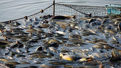 DAY FOR THE FIGHT AGAINST ILLEGAL FISHING | June 5