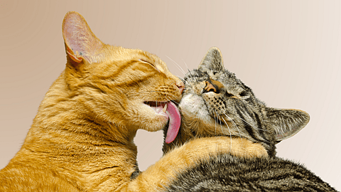 Global Cat Day