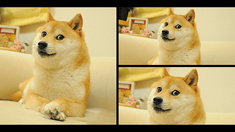 International Doge Day