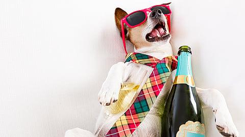 INTERNATIONAL HANGOVER DAY  Day After International Beer Day