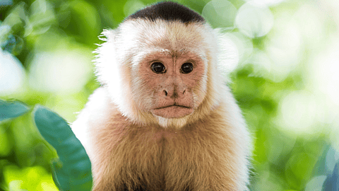 National Monkey Day