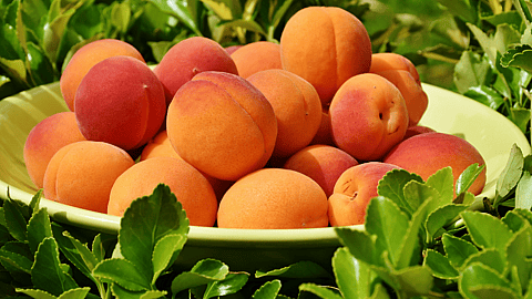 Apricot Day