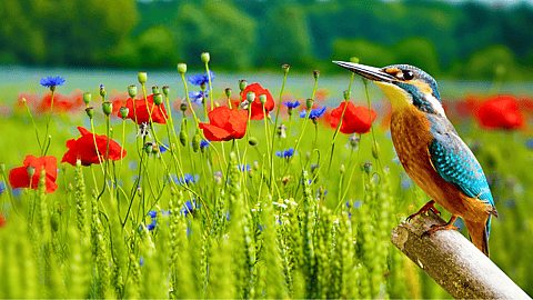 NATIONAL AUDUBON DAY  April 26