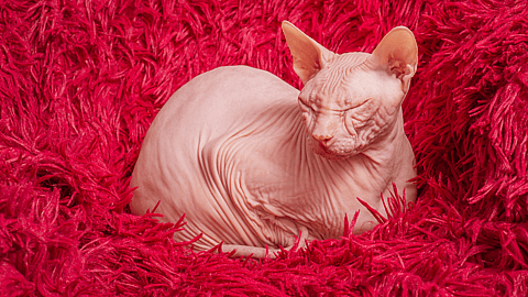 NATIONAL BALD IS BEAUTIFUL DAY  September 13