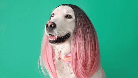 Big Wig Day