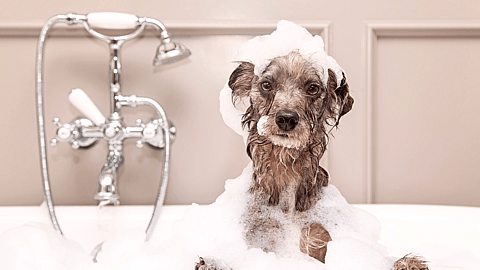 National Bubble Bath Day