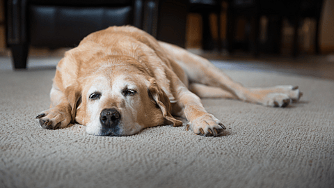 National Canine Lymphoma Awareness Day