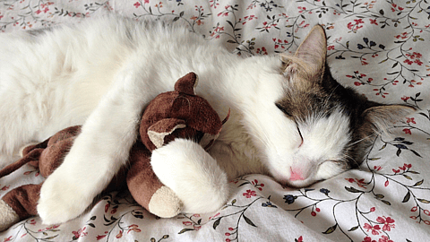 National Cat Day