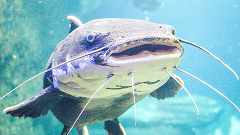 NATIONAL CATFISH DAY  June 25