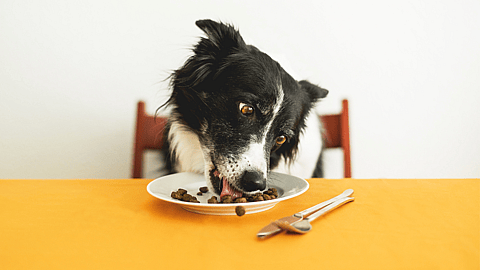 National Cook For Your Pets Day