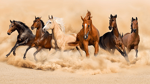 National Day of the Horse