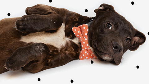 NATIONAL DOG MOM'S DAY  Second Saturday in May